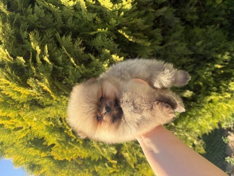 Pomeranian boo yavrularımız