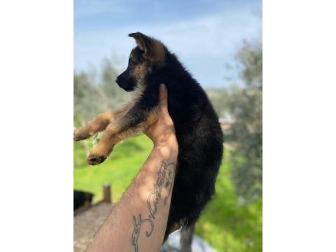 Showline alman çoban köpeği