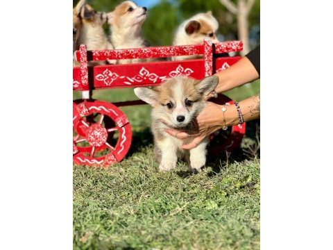 Corgi bebeklerimiz güzellikleri ile hayran bırakıyor