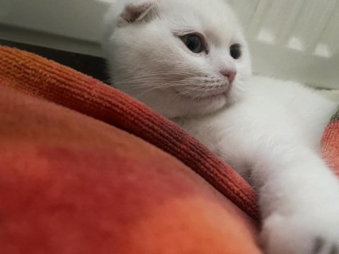 Beyaz scottish fold