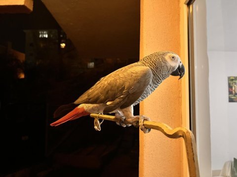 4 yaşında eğitimli konuşabilen ele gelen jako papağanı