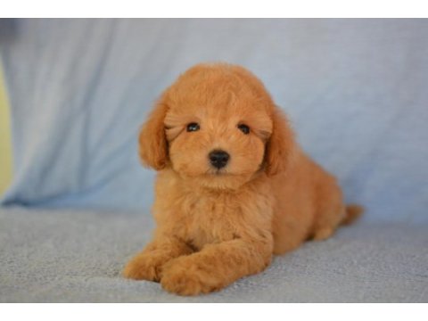 Böyle maltipoo görmediniz