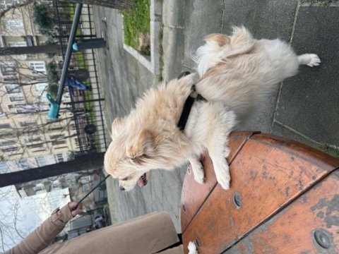 Pomeranian spitz ücretsiz yavruları