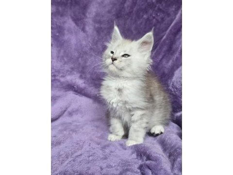 Maine coon erkek ns24 wcf kayıtlı kedimiz