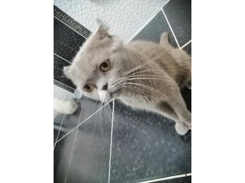 Scottish fold kedimiz 1 yaşında