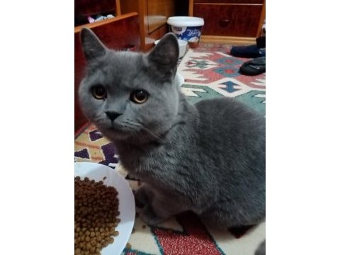 Sevgi pıtırcıkları kediler
