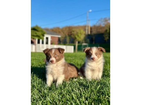 A kalite muhteşem border collie yavruları 