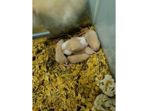 Rat yavruları
