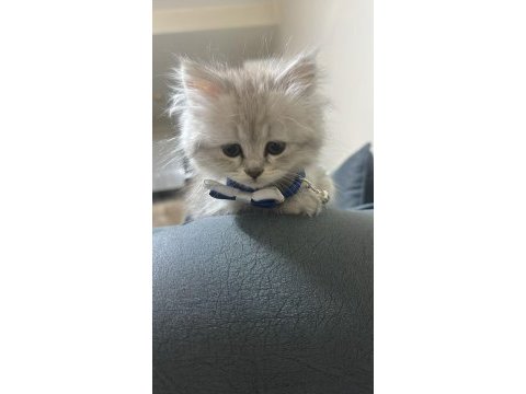 Erkek yavru british longhair