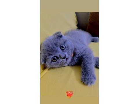 Dumanıma yuva arıyoruz scottish fold