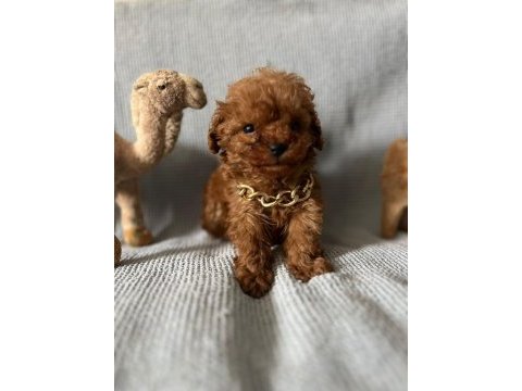 Tüy dökmez koku yapmaz toy poodle yavrularım