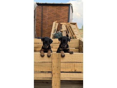 Üst seviye doberman yavruları