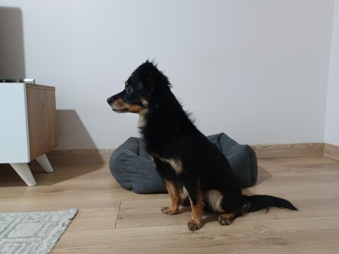 Güzel ve sessiz küçük bir köpektir