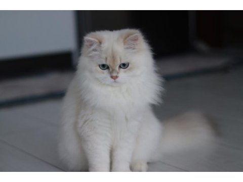 Blh by1133 dişi british longhair