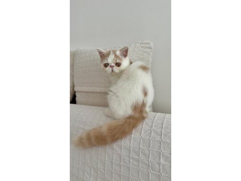 Delbırt erkek kedimiz lütfen arayarak bilgi alın