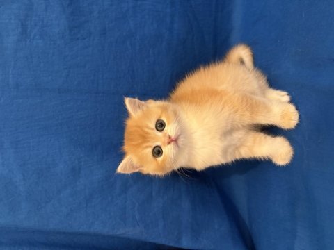 British shorthair golden bebek