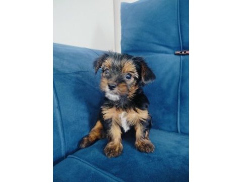 Yorkshire terrier yavrular
