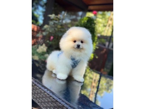 En tatlı pomeranian boo