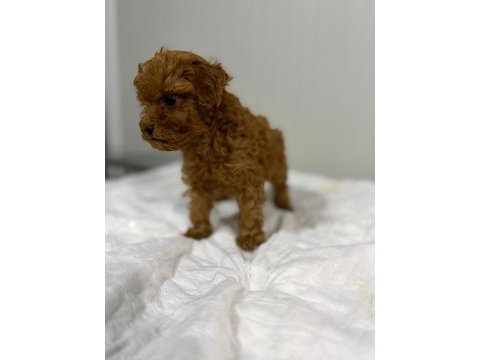 Dişi kuyruksuz kore toy poodle gerçek kalite isteyene