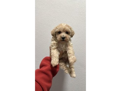 Teacup maltipoo yavrular