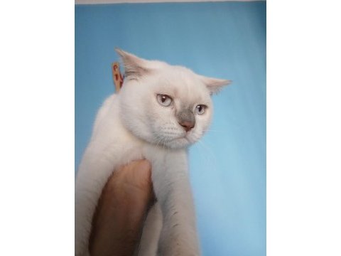 British shorthair blue point