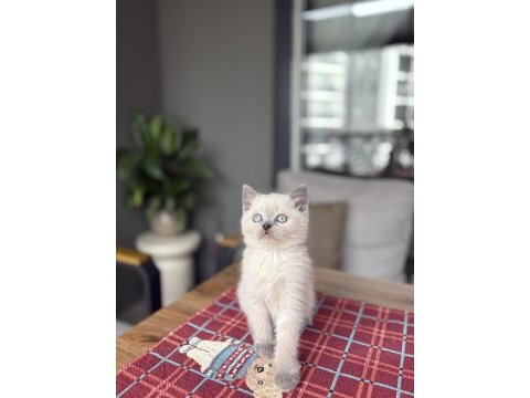 Brıtısh shorthair blue point yavrularım 