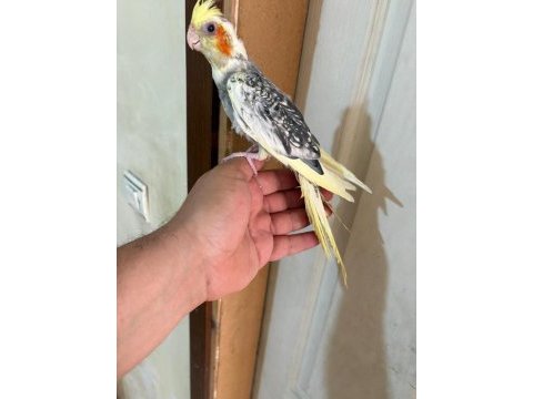47 günlük pied sultan papağanı bebek