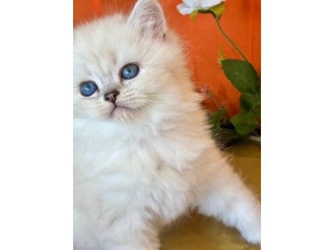 Show kalite silver british longhair yavruları