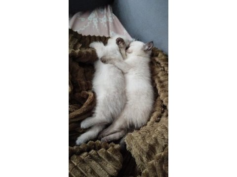 British shorthair blue kedilerim