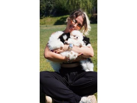 Türkiyenin en kalite pomeranian yavruları 