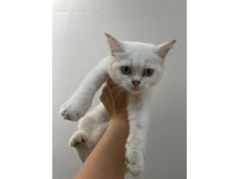 British shorthair yavrularımız mevcuttur