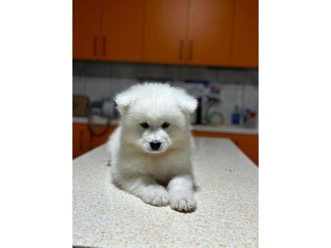 Samoyed yavruları