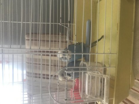 İki çift muhabbet kuşu kafes ile birlikte
