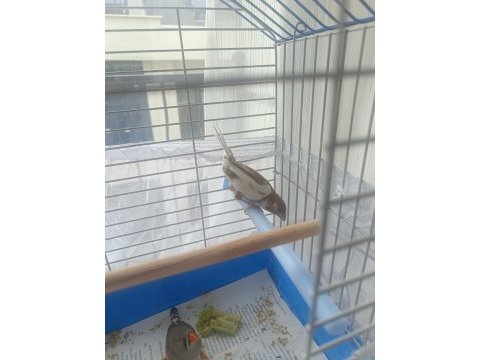 Kendi imalatım erkek ispinoz