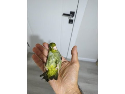Yavru forpus papağanı