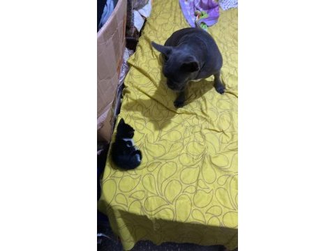 Smokin kedi yavrumuz