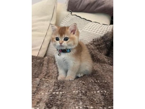 British shorthair golden yavrusu