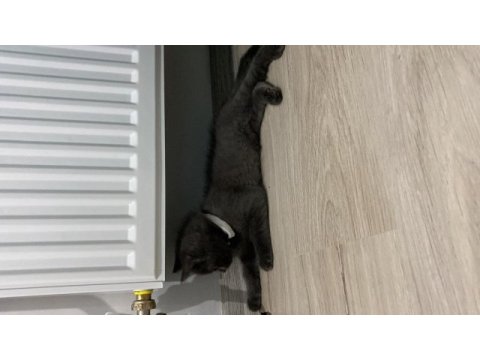 British shorthair yavru