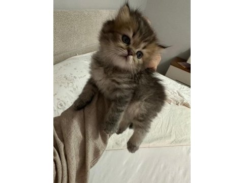 British longhair bebekler