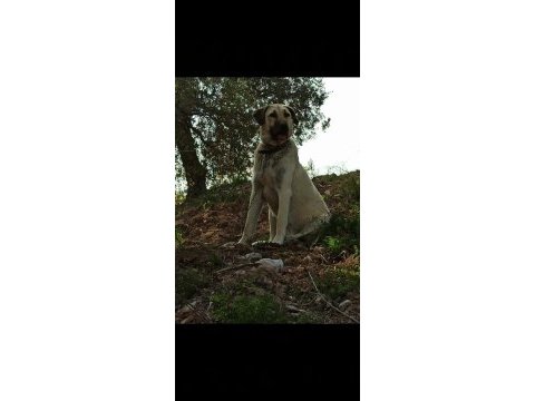 Koruma ve damızlık dişi kangal
