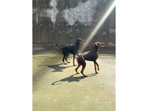 2,5 aylık safkan doberman