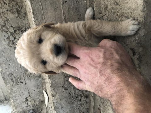 Golden retriever melezi yavrular