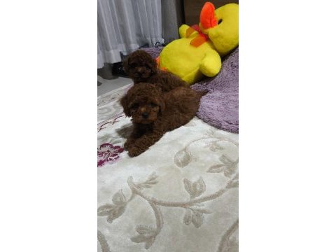 Toy poodle kore kan yavrular