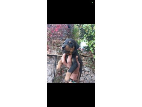 Teslime hazır dobermanlar