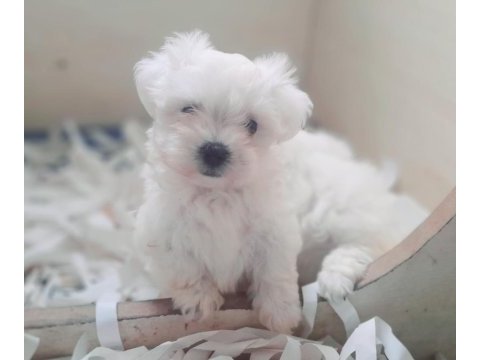 0 numara bembeyaz maltese terrier yavrularımız