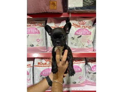 Fransız bulldog köpekler hazırdır
