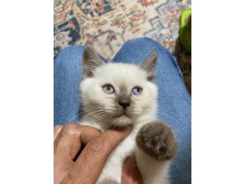 Minik scottish bebeklerimiz