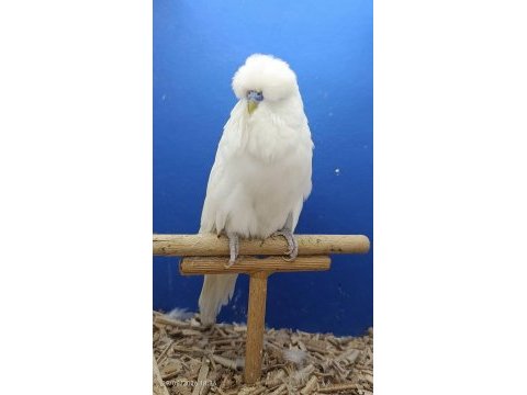 Show muhabbet kuşu gönderim vardır