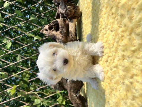 Kar beyaz harika güzellikte maltese terrier yavrular