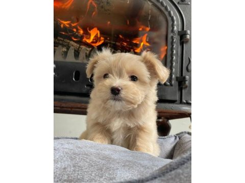 İpeksi tüylü neşe küpü maltipoo yavruları